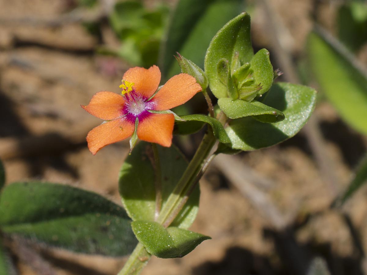 Anagallis arvensis